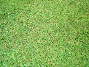 gazon pour green de golf