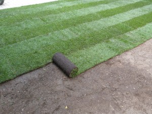 gazon en rouleau atlantique