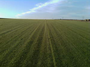 gazon en rouleau paris